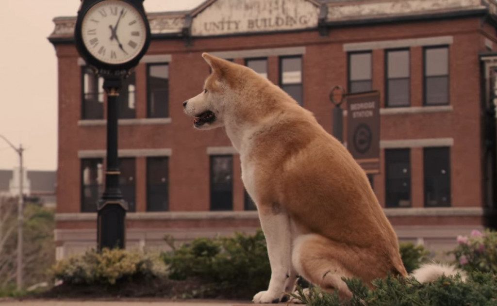Dogs Layla, Chico and Forrest play the lovely Hachi // Credit: Sony Pictures