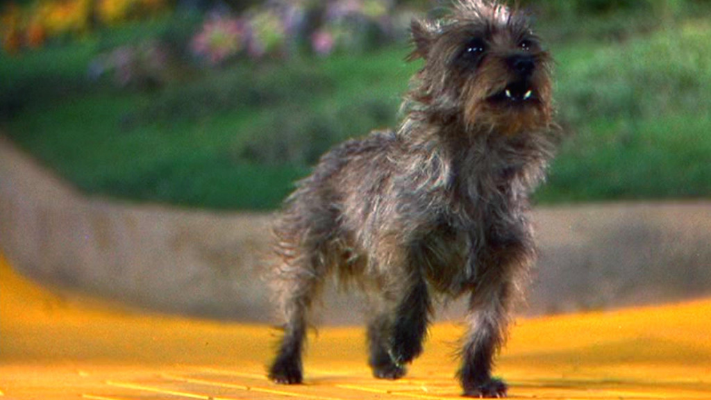 Terry the Cairn Terrier is the world's most famous film dog // Credit: MGM
